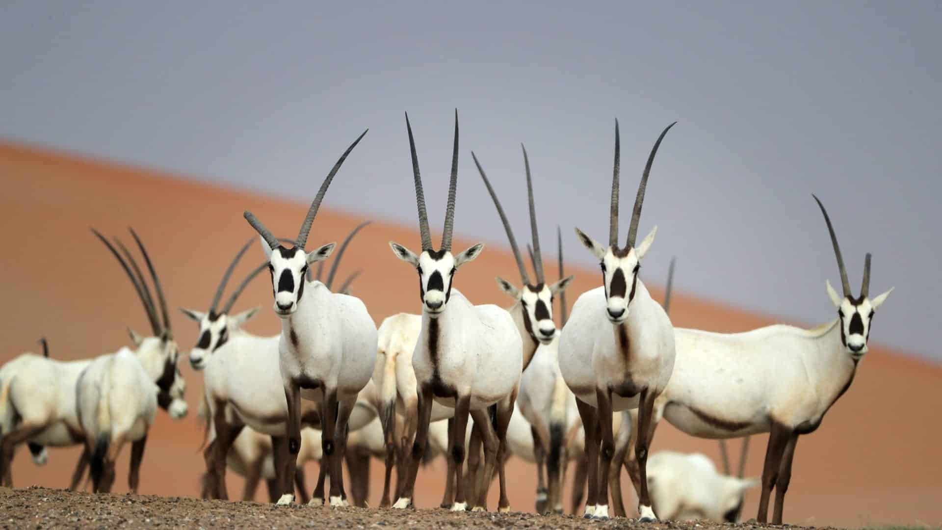 صور حيوان مهدد بالانقراض في الامارات