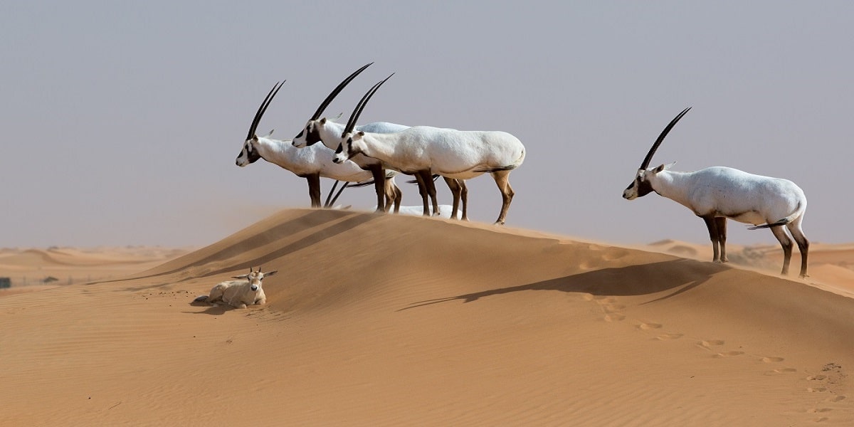 صور حيوان مهدد بالانقراض في الامارات